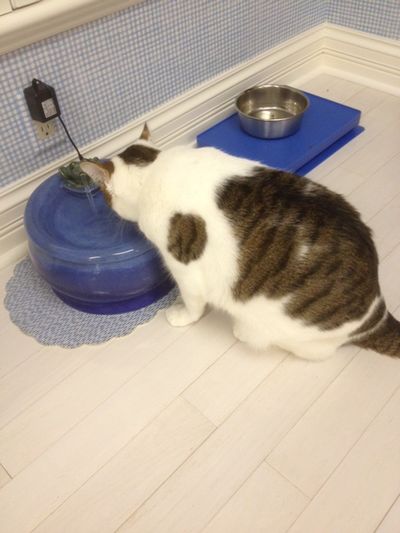 Fat Willi with an Ebi drinking fountain