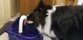 dog drinking of cordless drinking fountain with internal battery