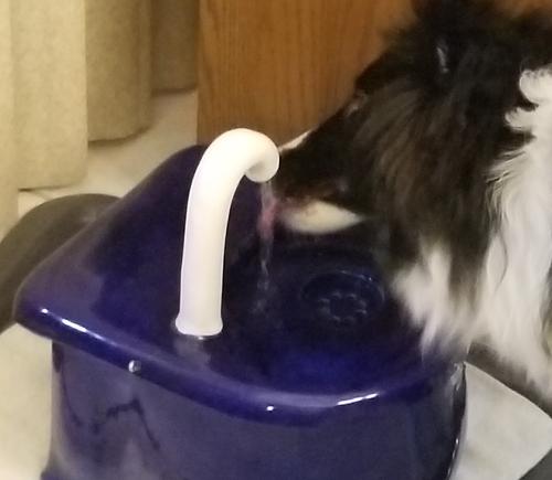 cat drinking from his cordless battery fountain