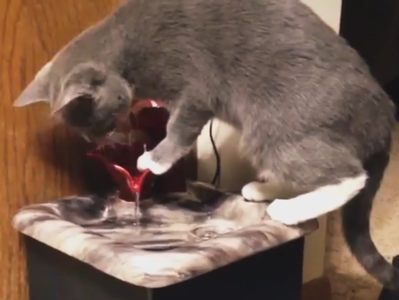 cat drinking from his EBI drinking fountain