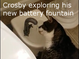 crosby exploring his battery drinking fountain