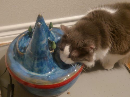 cat drinking from his fountain